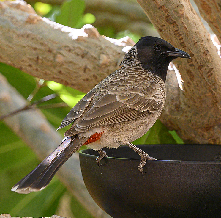 Red Vented Bulbul Red Vented Bulbul